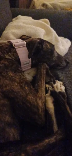 Italian Greyhound Whippet Martingale wide adjustable dog collar patterned cotton collar photo review