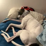 Italian Greyhound Whippet Martingale wide adjustable dog collar patterned cotton collar photo review