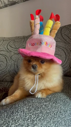 Pet Birthday Hat photo review