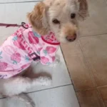 Cute pet vest T - shirts photo review