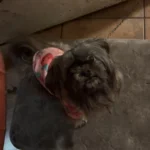 Cute pet vest T - shirts photo review