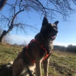 Pet harness, Leash, Collar, Drool bib, Dog clothes, Set photo review