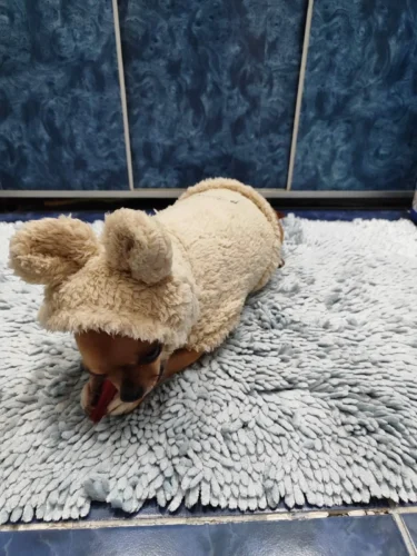 Plush high - necked cotton coat for dogs photo review