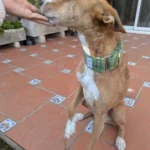 Italian Greyhound Whippet Martingale wide adjustable dog collar patterned cotton collar photo review