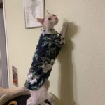 Thin Hawaiian shirt for dogs photo review