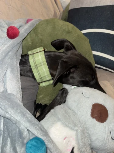 Italian Greyhound Whippet Martingale wide adjustable dog collar patterned cotton collar photo review