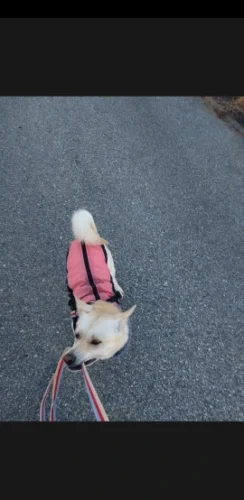 Pet harness, Leash, Collar, Drool bib, Dog clothes, Set photo review