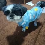 Cute pet vest T - shirts photo review