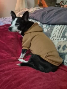 Pet sun-protective baseball cap photo review