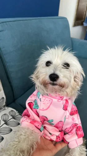 Cute pet vest T - shirts photo review