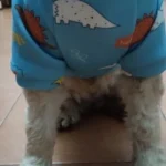 Cute pet vest T - shirts photo review