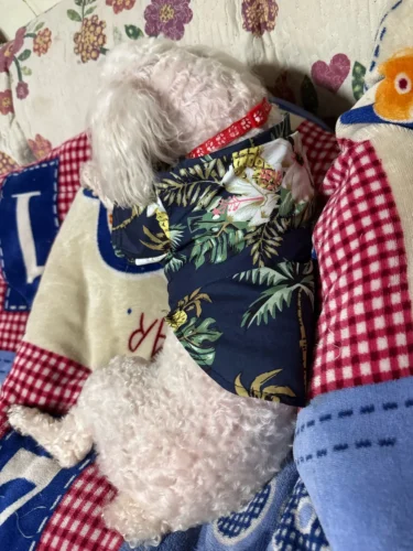 Thin Hawaiian shirt for dogs photo review