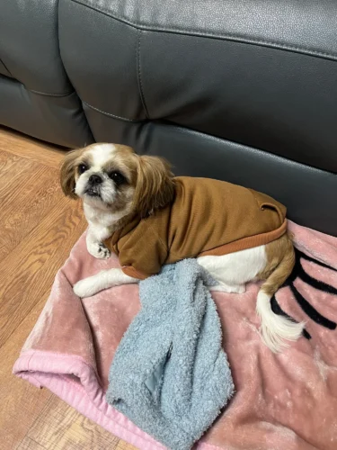 Pet sun-protective baseball cap photo review
