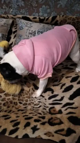 Pet sun-protective baseball cap photo review