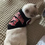 Dog World Cup Vest photo review