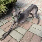 Italian Greyhound Whippet Martingale wide adjustable dog collar patterned cotton collar photo review