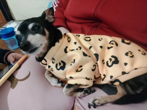 Cute pet vest T - shirts photo review