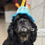 Pet Birthday Hat photo review