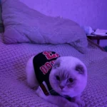 Dog World Cup Vest photo review