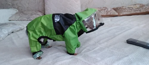 All-inclusive Raincoat for Large Dogs photo review