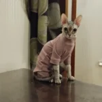 High - necked Warm - keeping Dog Clothes photo review