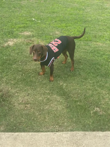 Dog World Cup Vest photo review