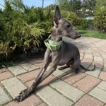 Italian Greyhound Whippet Martingale wide adjustable dog collar patterned cotton collar photo review