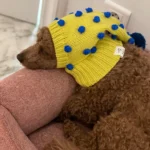 Hand Woven Italian Greyhound Hat, Wool Fried Doodle Twist Ball Dog Hat, Super Cute photo review