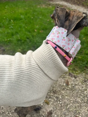 Italian Greyhound Whippet Martingale wide adjustable dog collar patterned cotton collar photo review