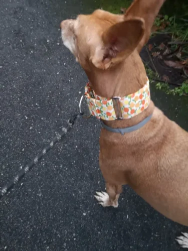 Italian Greyhound Whippet Martingale wide adjustable dog collar patterned cotton collar photo review