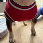 Dog World Cup Vest photo review