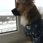 Cute pet vest T - shirts photo review