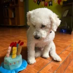 Pet Birthday Hat photo review