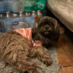 Cute pet vest T - shirts photo review