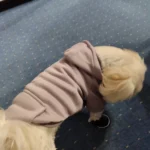 Pet sun-protective baseball cap photo review