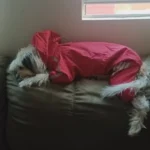 All-inclusive Raincoat for Large Dogs photo review