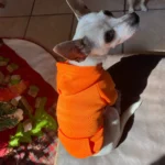 Pet sun-protective baseball cap photo review