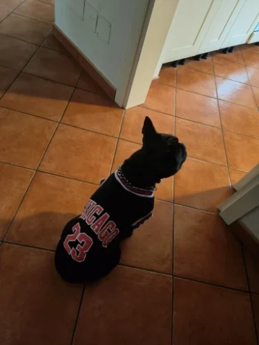 Dog World Cup Vest photo review