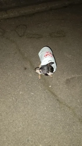 Spring Dog Fashion Shirts photo review