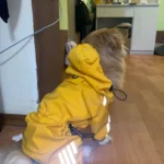 All-inclusive Raincoat for Large Dogs photo review