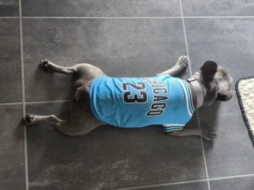 Dog World Cup Vest photo review