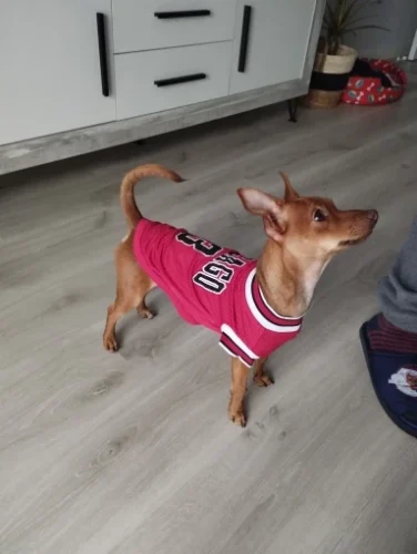 Dog World Cup Vest photo review