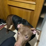 Pet harness, Leash, Collar, Drool bib, Dog clothes, Set photo review