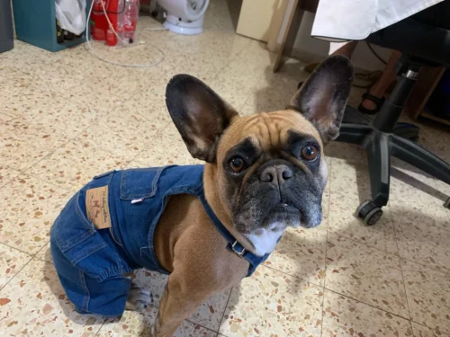 Denim overalls for dogs photo review