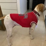 Dog World Cup Vest photo review