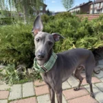 Italian Greyhound Whippet Martingale wide adjustable dog collar patterned cotton collar photo review