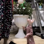 High - necked Warm - keeping Dog Clothes photo review