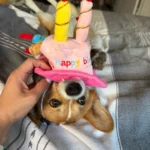 Pet Birthday Hat photo review