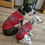 Dog World Cup Vest photo review