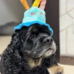 Pet Birthday Hat photo review